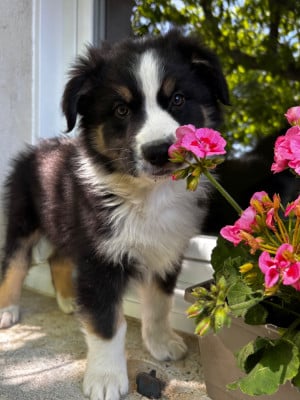 Les chiots de Berger Australien
