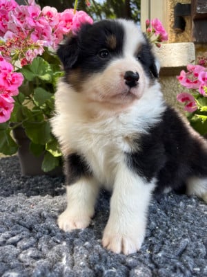 Les chiots de Berger Australien