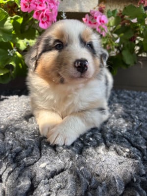 Les chiots de Berger Australien