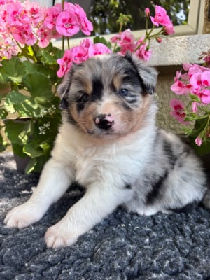 Les chiots de Berger Australien