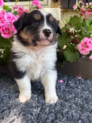 Les chiots de Berger Australien