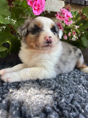 Les chiots de Berger Australien