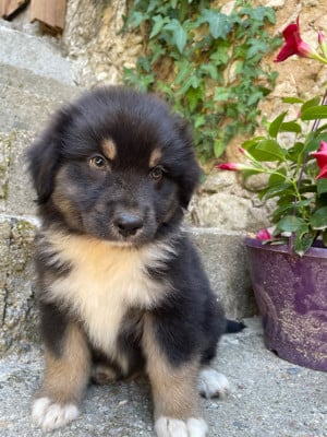 Les chiots de Berger Australien