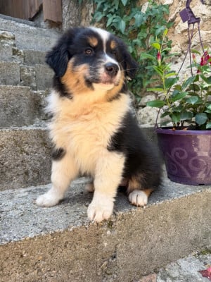 Les chiots de Berger Australien