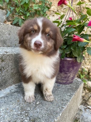 Les chiots de Berger Australien