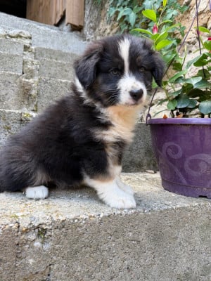 Les chiots de Berger Australien