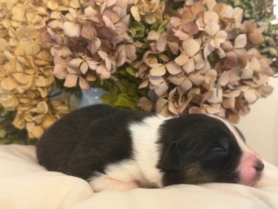 Les chiots de Berger Australien