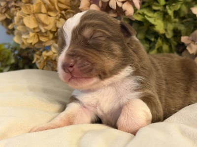 Les chiots de Berger Australien