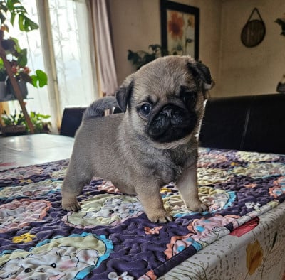 Les chiots de Carlin