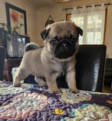 Les chiots de Carlin