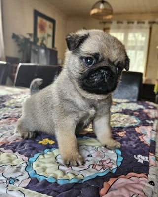 Les chiots de Carlin