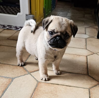 Les chiots de Carlin