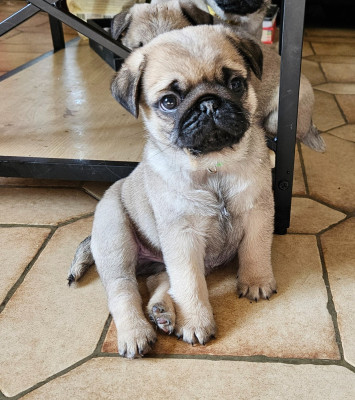 Les chiots de Carlin
