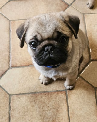 Les chiots de Carlin