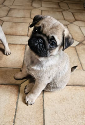 Les chiots de Carlin