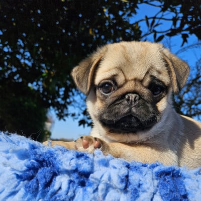 Les chiots de Carlin