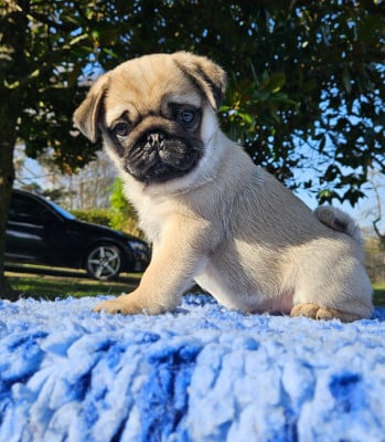 Les chiots de Carlin