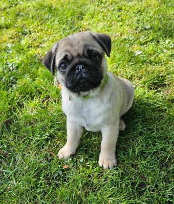 Les chiots de Carlin