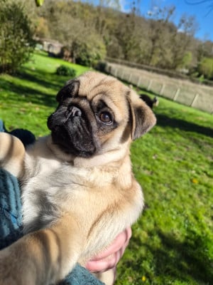 Les chiots de Carlin