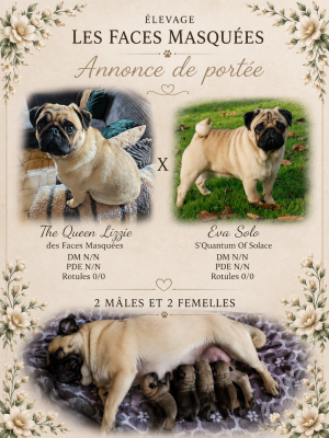 Les chiots de Carlin