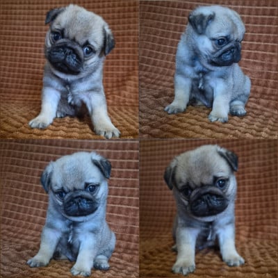 Les chiots de Carlin