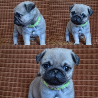 Les chiots de Carlin