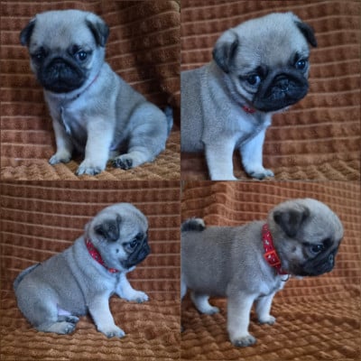 Les chiots de Carlin