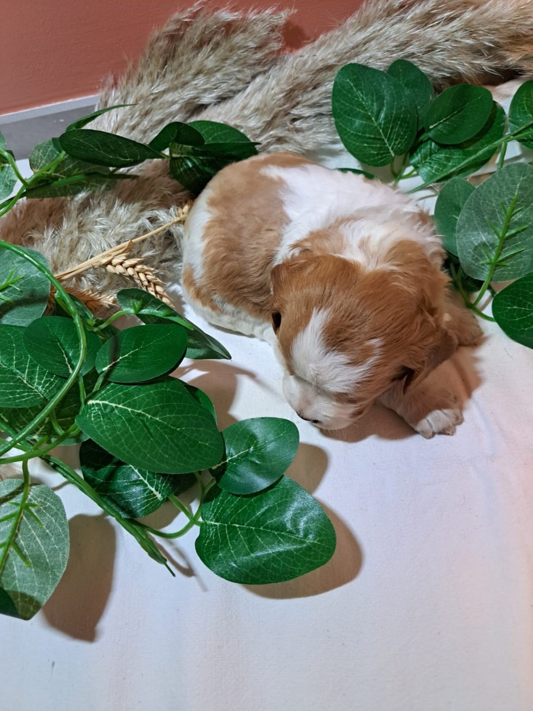 Mâle Collier Violet