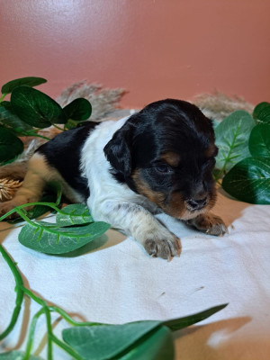 Les chiots de Epagneul Breton