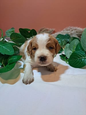 Les chiots de Epagneul Breton
