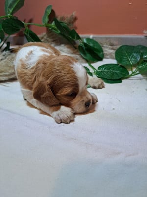 Les chiots de Epagneul Breton