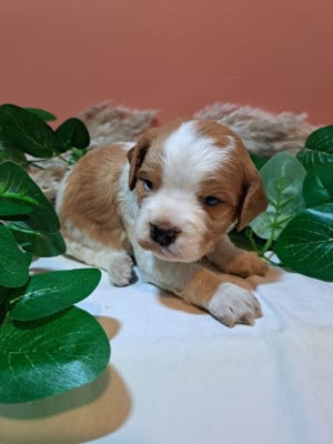Les chiots de Epagneul Breton