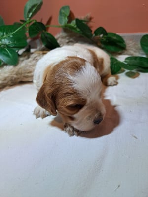 Les chiots de Epagneul Breton