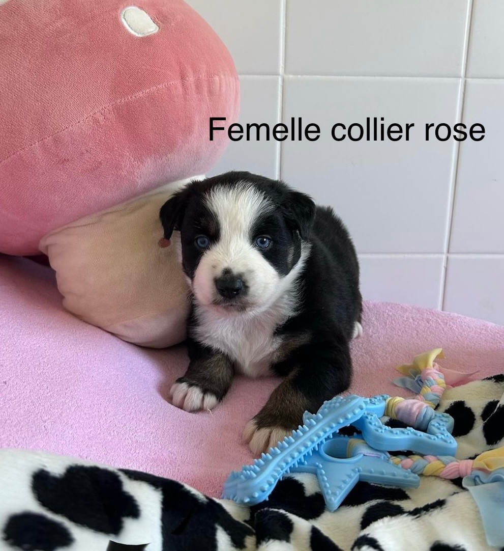 Chiot N°2 - Berger Australien