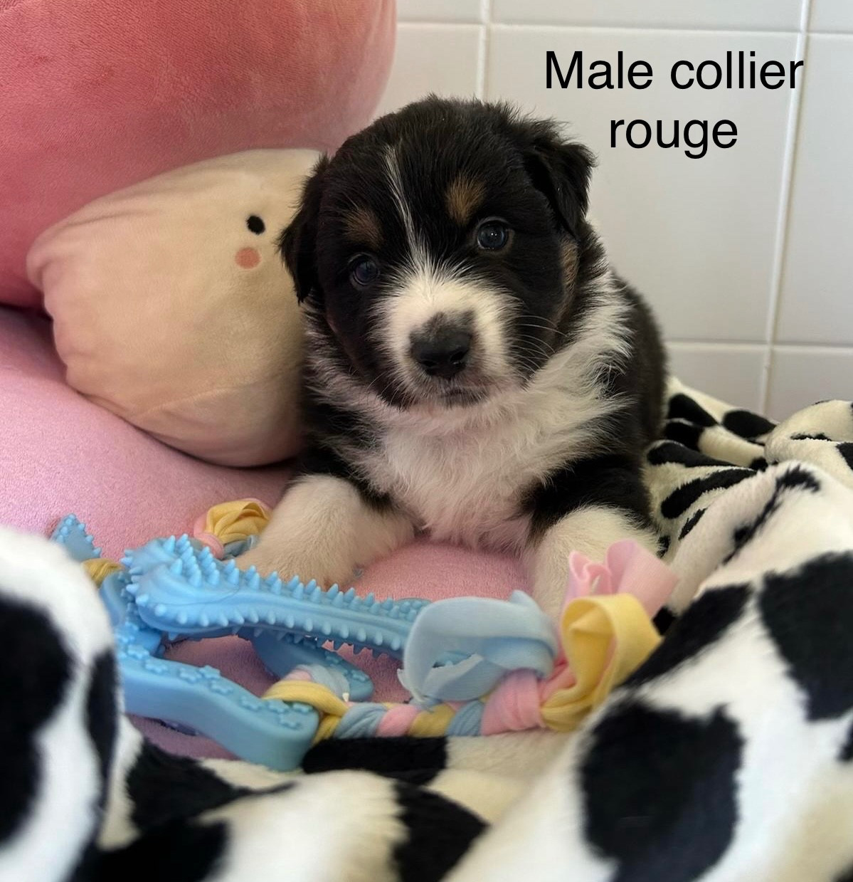 Chiot N°3 - Berger Australien