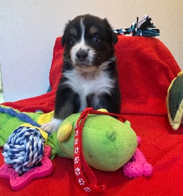 Les chiots de Berger Australien