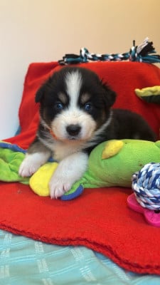 Les chiots de Berger Australien