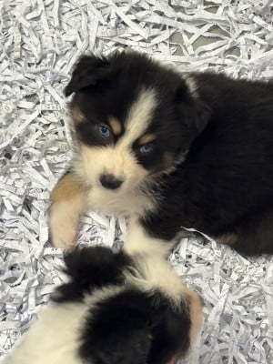 Les chiots de Berger Australien