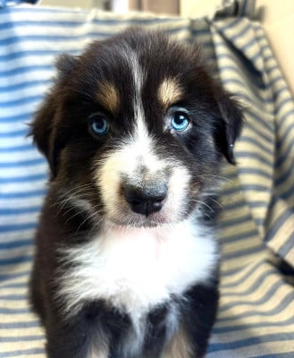 Les chiots de Berger Australien