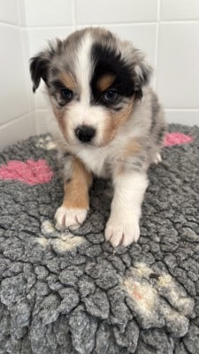 Les chiots de Berger Australien