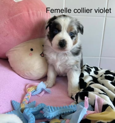 Les chiots de Berger Australien