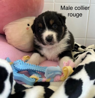 Chiot N°3 - Berger Australien
