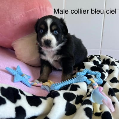Chiot N°4 - Berger Australien