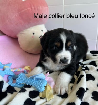 Chiot N°5 - Berger Australien