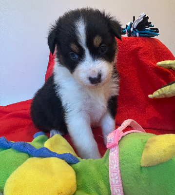 Les chiots de Berger Australien