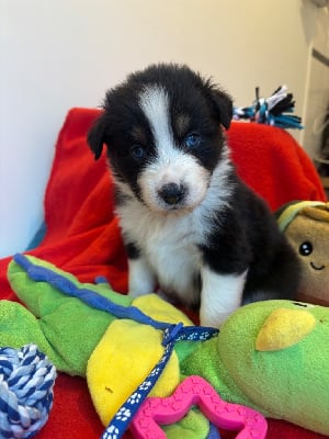 Les chiots de Berger Australien