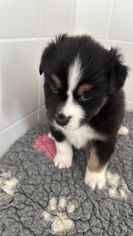 Berger Australien - (Sans Affixe)