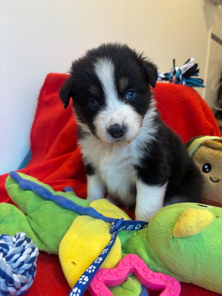 Berger Australien - (Sans Affixe)