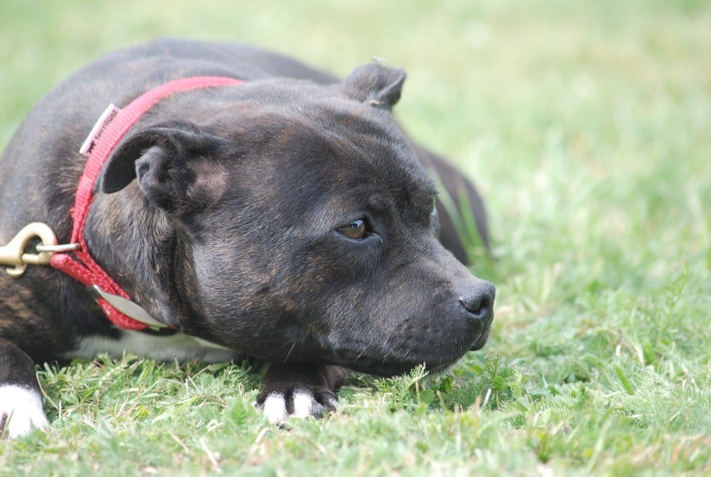 Veuve noire Marvel World Dog