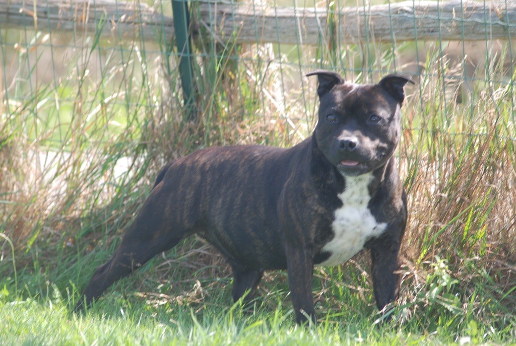 Veuve noire Marvel World Dog